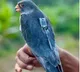 Amur Falcons return to Manipur after traveling across 23 countries