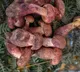 Lanmaoa asiatica mushroom causes tiny people hallucinations after consumption