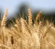 Old seeds found in an attic The miracle crop that changed an Italian farmers life