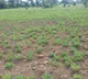El Nino impact: Telangana declares 365 mandals drought-affected 