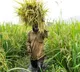 Procurement of 6 Rabi crops surges, MSP payments rise to Rs 8.36 lakh crore
