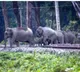 Two elephant calves killed after being hit by train in Andhra