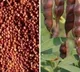 Tandur Red Gram to Australia a historical milestone in Telangana agriculture sector