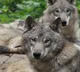 Google Finland deforestation causes wolves to enter local villages