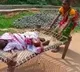 Manager suspended for forcing woman to drag elderly mother on cot to bank in Odisha