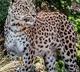workers traps leopard in hyderabad