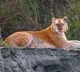 Rare Golden Tiger has seen in Kaziranga National Park