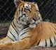 Tiger dies in Hyderabad zoo