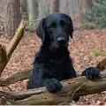 Dog still awaits for his master at tunnel in Uttarakhand