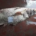 telia fish sold at Rs one and half lakh in Bhadrak