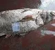 telia fish sold at Rs one and half lakh in Bhadrak