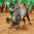 Tamilnadu government permits Jallikattu with covid regulations