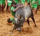 Tamilnadu government permits Jallikattu with covid regulations