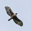 Rufous bellied bird came to telangana
