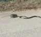 Mother rat chases away snake to protect baby