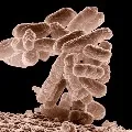 study says bacteria good for child
