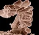 study says bacteria good for child