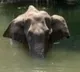 Kerala Elephant Died is an Accident
