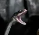 To celebrate  SnakeDay cut a cake and even fed some to the snake