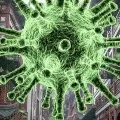 no corona virus cases in newzealand