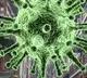 no corona virus cases in newzealand