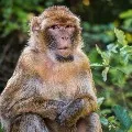 Monkey killed by villagers in khammam