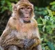 Monkey killed by villagers in khammam