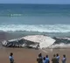 Caracas of Blue Whale washed ashore of Tamilnad