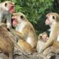 Monkeys ran away with cash and gold in Tamil Nadu