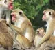 Monkeys ran away with cash and gold in Tamil Nadu