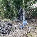 Theres A Huge Python Hiding In This Pic Can You Find It