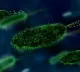 Thousands in China Test Positive for a Bacterial Infection