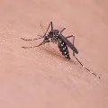 Mosquito prevention through natural ways