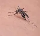 Mosquito prevention through natural ways