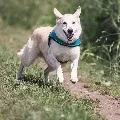 man gives half of his assets to dog