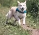 man gives  half of his assets to dog
