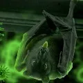 bats dies in mp