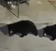 Bears in Police Station video Goes Viral