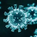 corona virus new strain would be causes more hospitalizations a study said