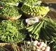 Vegetable Vendor Framed is Covid Negative Report and selling vegetables