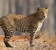 Leopard attacked pigs in Mahanandi Temple