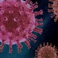 Antibodies are worse in those without corona symptoms