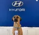 Hyundai showroom in Brazil appointed a streed dog as sales person