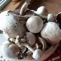 CCMB research on Mashrooms to tackle corona