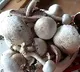 CCMB research on Mashrooms to tackle corona