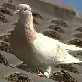 Australian authorities hunt for a dove reportedly came from US