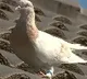 Australian authorities hunt for a dove reportedly came from US