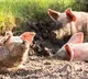 Assam To Cull 12 000 Pigs As African Swine Fever Spreads