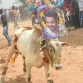 Junior NTR in Jallikattu