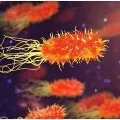 Shigella infection traces in Kerala